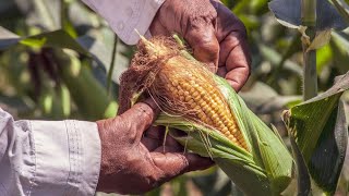 Buenas noches 150826 🌽💚🎶🙏 El Maíz:  Un gran descubrimiento Corn : A great discovery