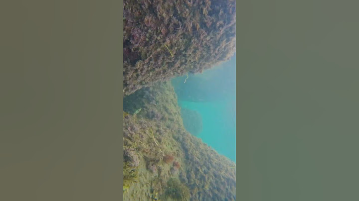 水中カメラでテトラポットを覗いてみました。