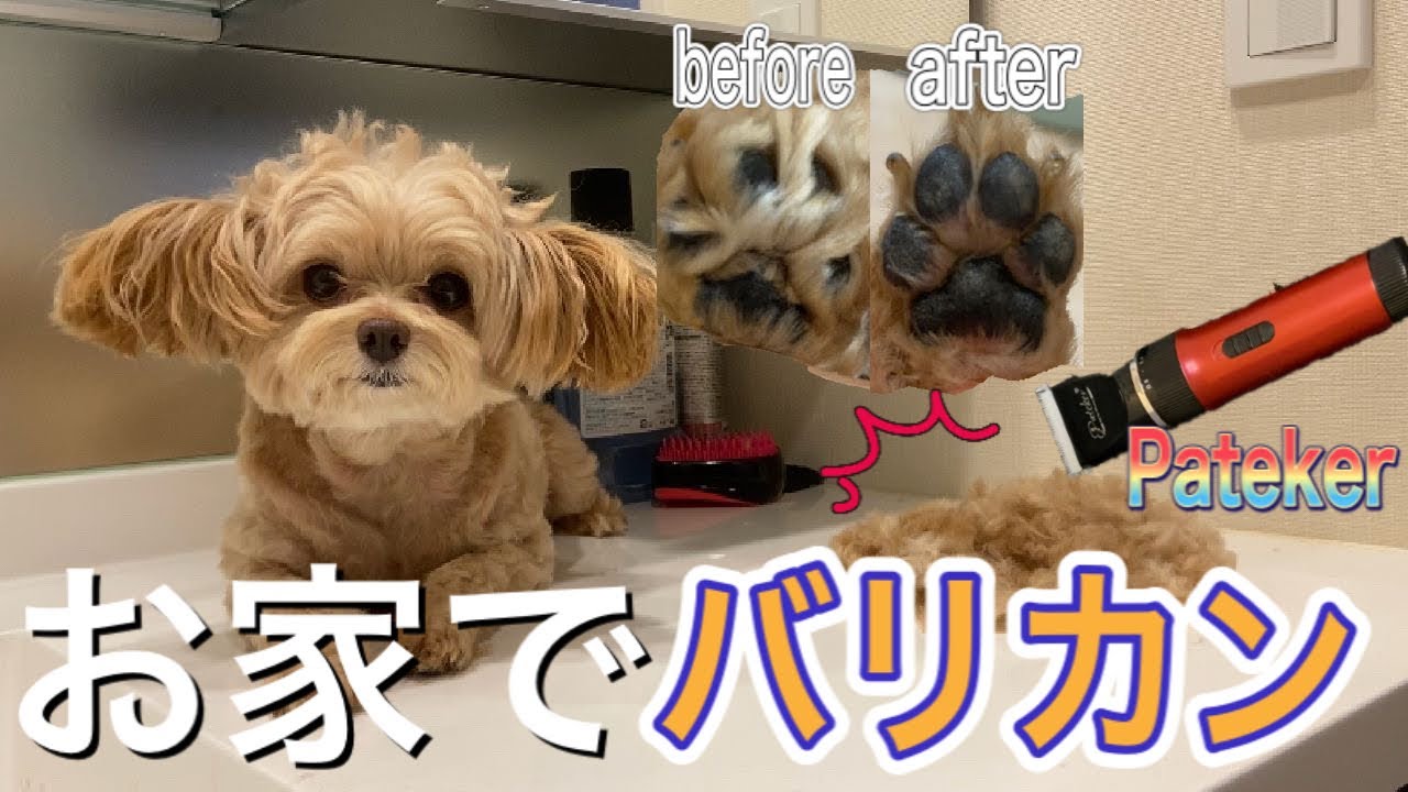 初心者がペット用バリカンを使ってみた