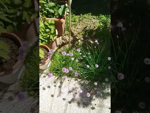 Video: L'erba cipollina è utile e decorativa