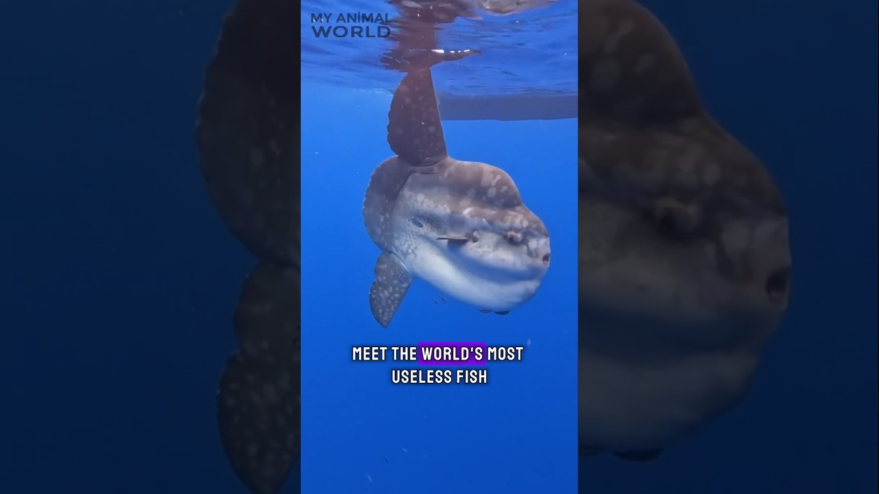 The World’s Most Useless Fish? The Ocean Sunfish 