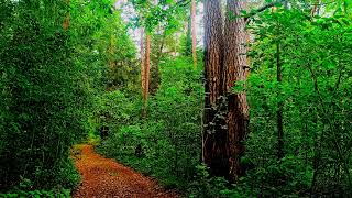 видео: Уменьшите тревогу с помощью целебного пения птиц 🕊️ Звуки природы картинка: Уменьшите тревогу с помощью целебного пения птиц 🕊️ Звуки природы