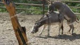 Donkey mating