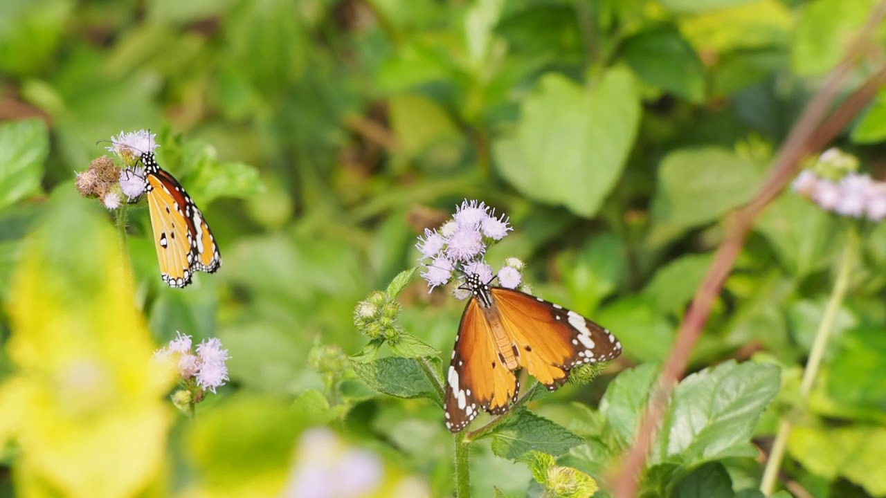 Asola Butterfly Park