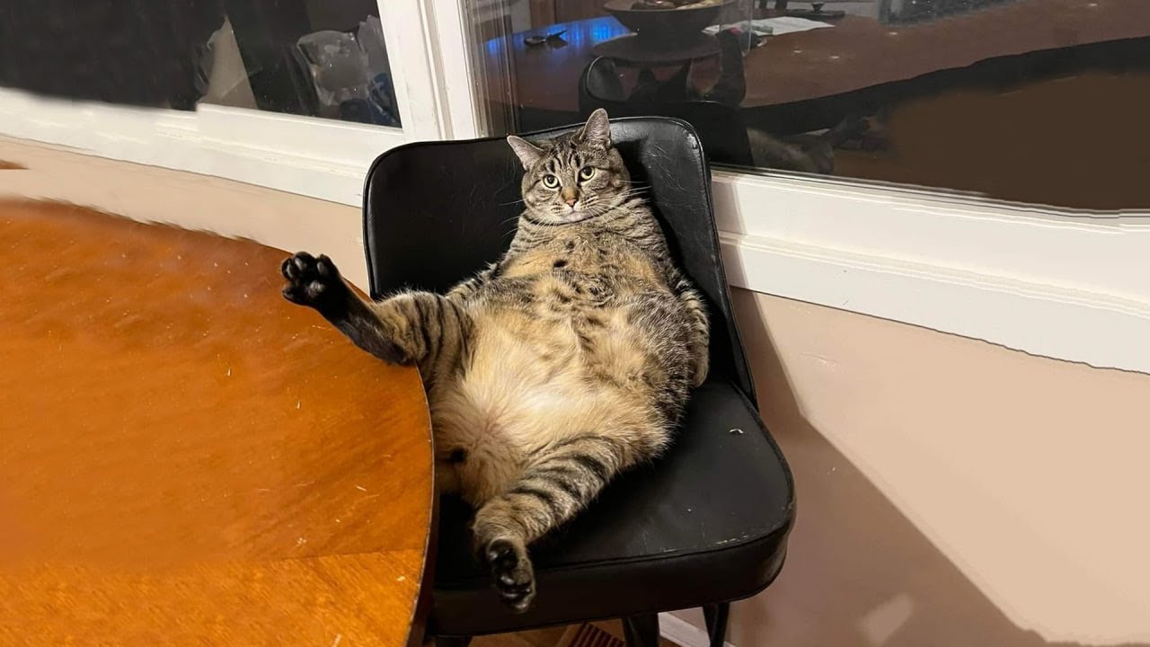 The Funniest Cat Videos 🐱 Try Not To Laugh Part 28