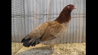 Cubalaya Wildfarbig-Zimtfarbig, Landesgeflügelschau Ulm 2012