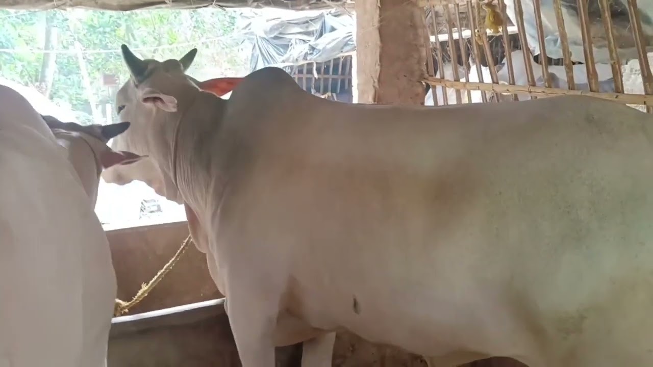 Latest Cow Collection of Khan Milk Emporium 2024