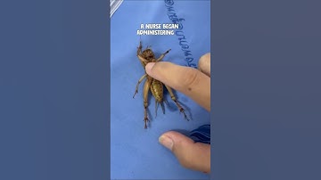 Reviving the Graasshopper☠#foryou #trending #animals #shortsviral #usa