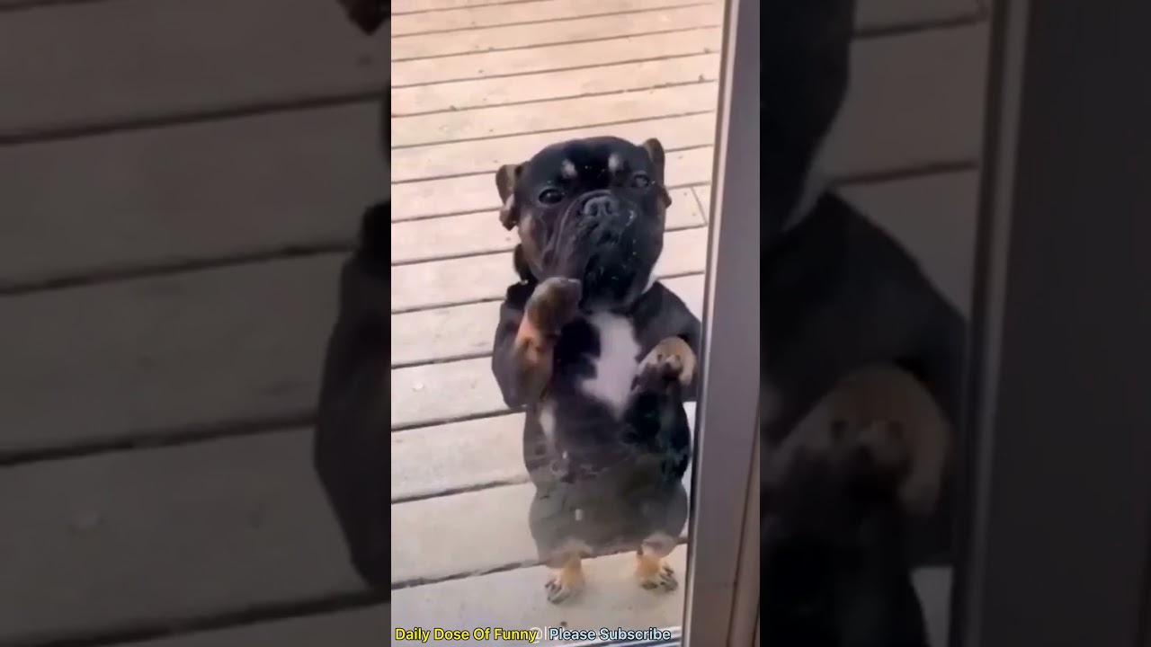 Chiki chiki dog dance