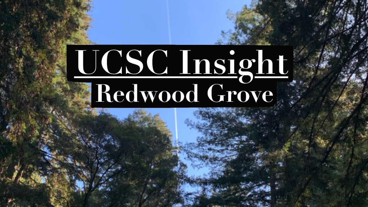 Insight Series: UCSC Redwood Grove Tour And Campus Scene