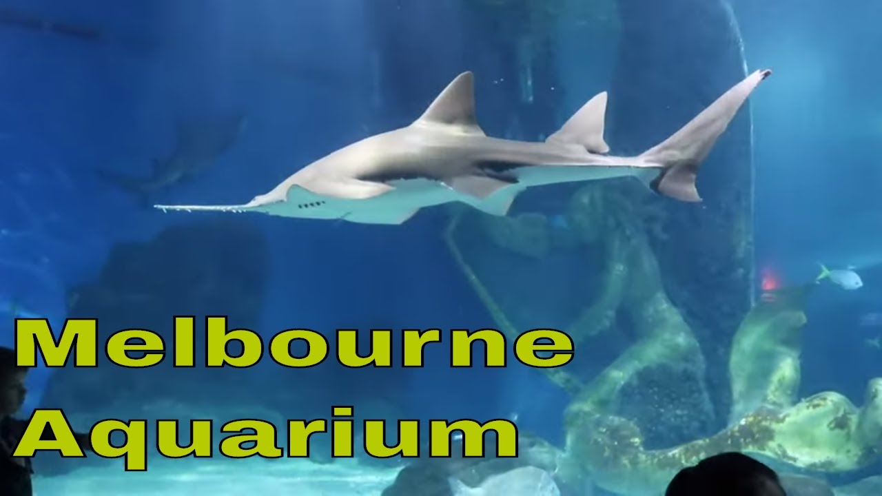 sea life melbourne aquarium virtual tour