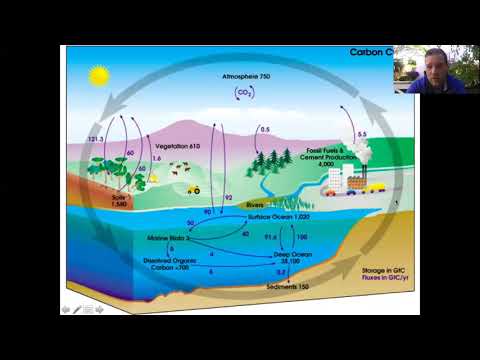 Video: Acidificarea Oceanică Promovează Răspunsuri Transcriptomice Largi în Metazoanele Marine: Un Studiu De Literatură