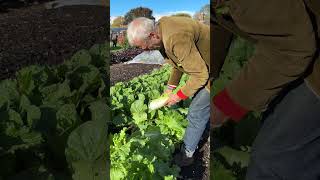 Chinese Cabbage Harvest – Rich Autumn Results from No Dig Beds | 83 Days from Seed to Heart
