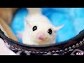 ルナをお迎えして一週間ほど経ちました