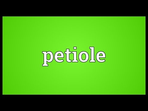 Petiole Meaning
