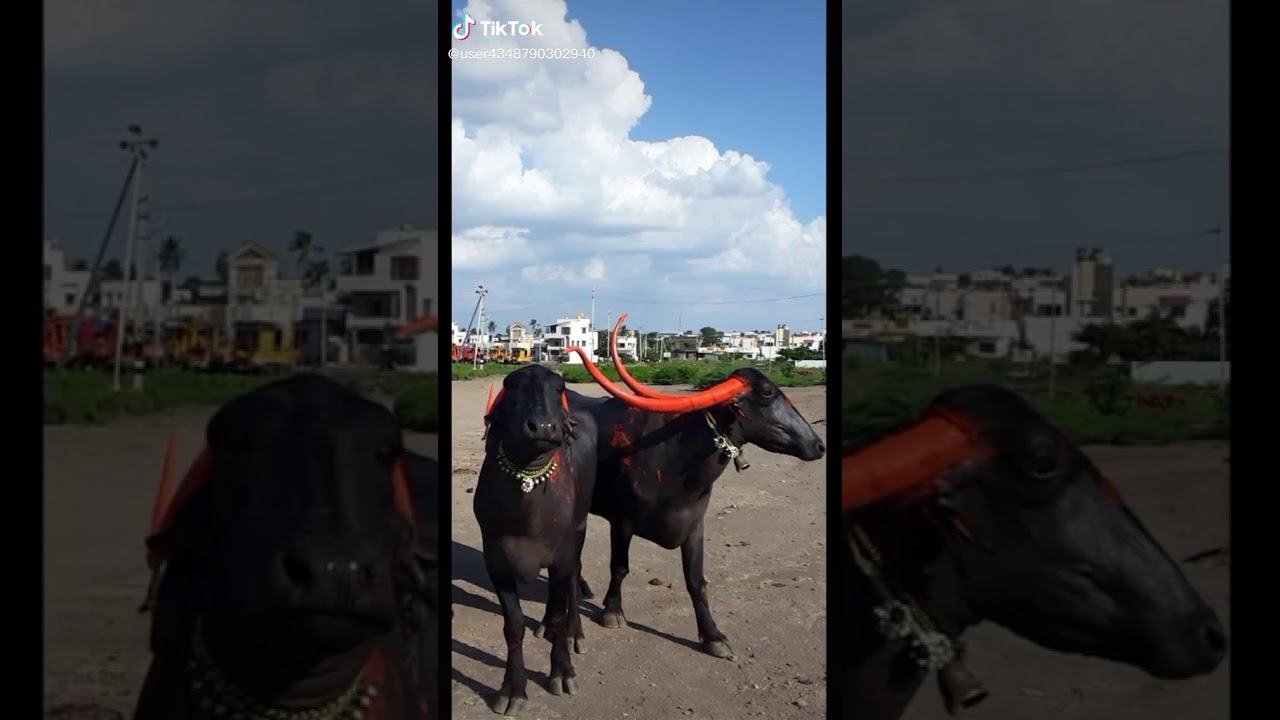 Indian 🐃 bafallos
