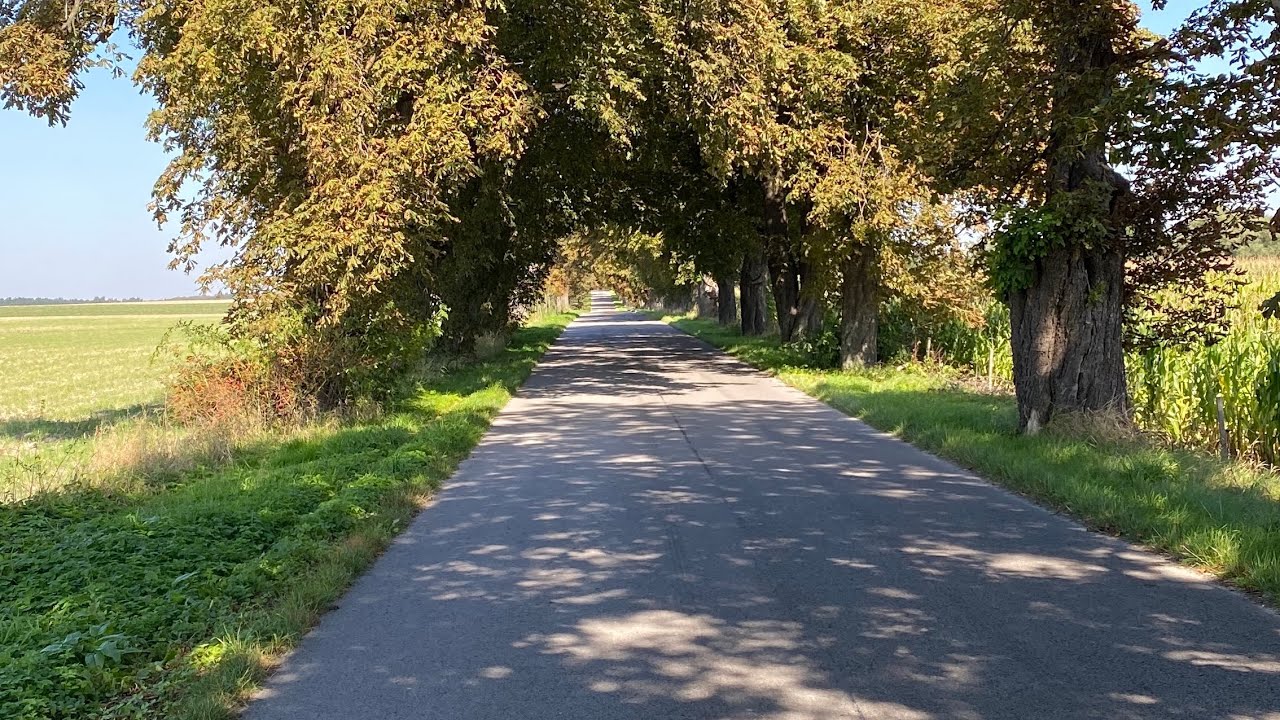 Narol - Aleja Kasztanowa 12.09.2020