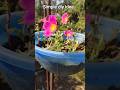 🌸 Beautiful Portulica DIY Idea | Easy Garden Decoration at Home#satisfying #diygarden #gardening