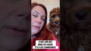 Cavapoo Life #cavapoopuppy #cavapoos