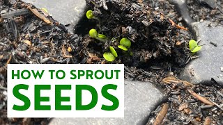 Ways to SPROUT SEEDS (Easy Guide) | Carlo The Farmer