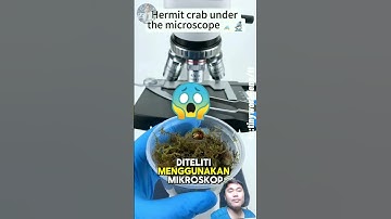 Cob4 tonton d4n sh3r4 vid3o ini😱⁉️ #shorts #animals #reels #fyp #trending #viral #youtubeshorts