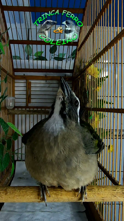 🔴 FEMEA DE TRINCA FERRO TRINCA FERRO 🥵🔥 ESQUENTE SEU TRINCA FERRO / LEVANTA CANTO de TRINCA FERRO