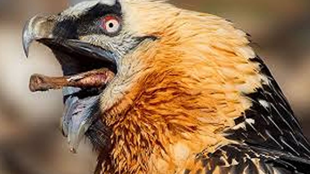 Las 5 Aves Carroñeras Mas Poderosas Del Mundo - YouTube