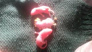 Mga Bubuwit Bagong Panganak Iniwan