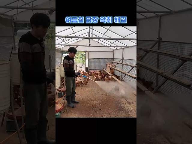 닭장악취 제거 하기