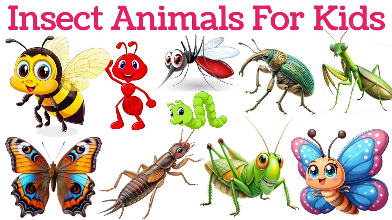 20 Insects Name in English and Hindi | Insect Name for Kids | कीटों के नाम | School - Baby Kids TV