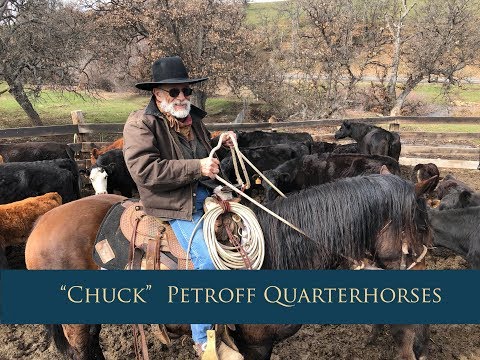 Video: Amerikaanse Quarter Horse Horse Ras Allergene, Gesondheid En Lewensduur