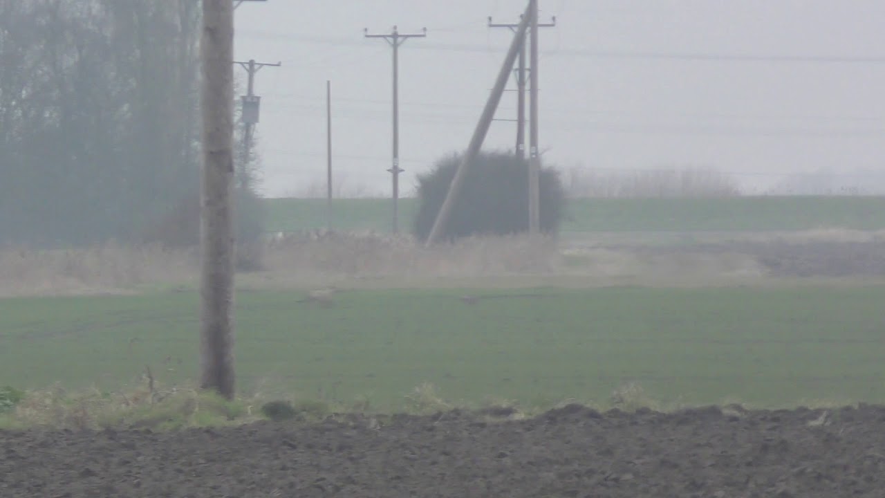 good hare v bad hare same field january CHARITY