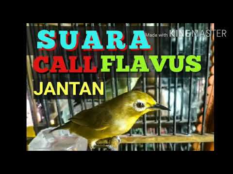 CALL PLECI FLAVUS