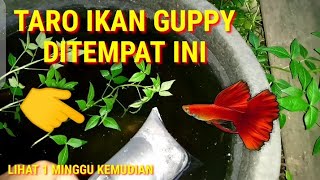 COBA TARO IKAN GUPPY DI BAK BEKAS BISA BERANAK ATAU TIDAK