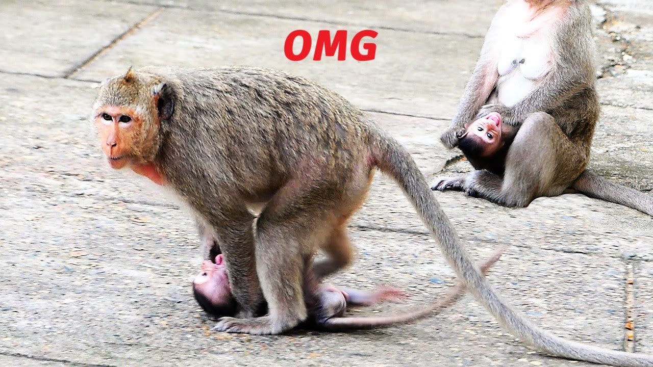 Oh God Just Please Help Baby!, Malika Mother Looks Fully Crazy Monkey, Malika Weans Mila Harder