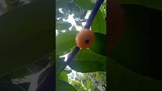Best Mangosteen Variety for Home Gardens | Heavy Fruiting Mangosteen Plant | Tropical Fruit Farming