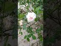 rose 🌹