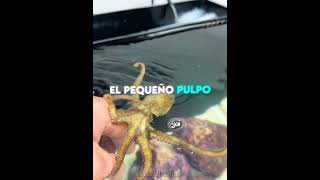 Este Pulpo Olvidó a Su Bebé 😱🐙