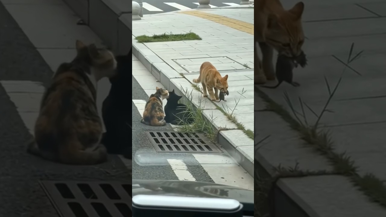 Ginger Cat Drops Rat Beside Grooming Cats and Flees