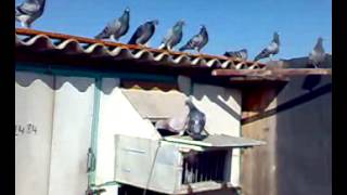 Loft Belaid Montagi