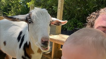 The #Goat Report with Lummy! #TheBubbaArmy #animals #goats