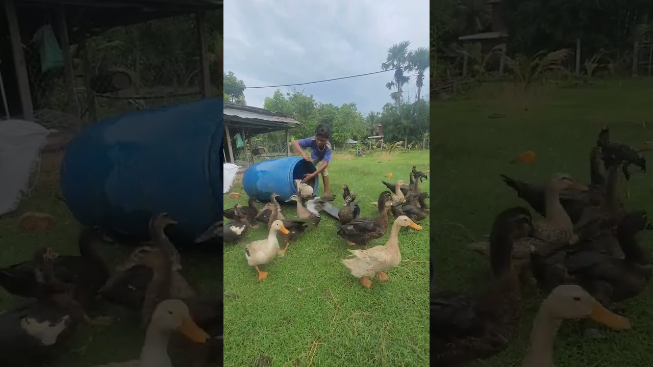 how to Catch ducks easy 