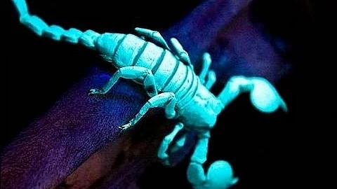 10  СУЩЕСТВ КОТОРЫЕ СВЕТЯТСЯ В ТЕМНОТЕ