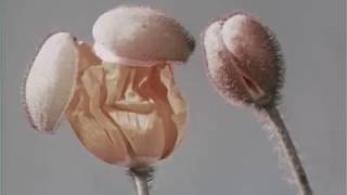 花と昆虫