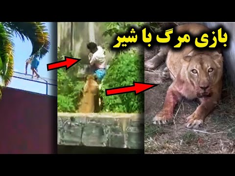 حادثه مرگبار در باغ وحش و قفس شیر ۵ حادثه شوک کننده و ترسناک