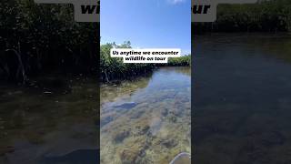 Anytime our guides see wildlife on tour 😂 #seaanimal #ecoadventure #floridakeys