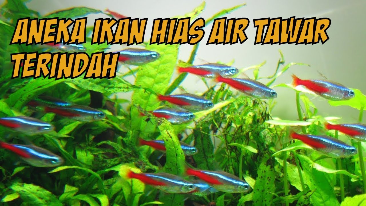 Jenis Ikan Hias Air  Tawar Untuk  Aquascape  YouTube