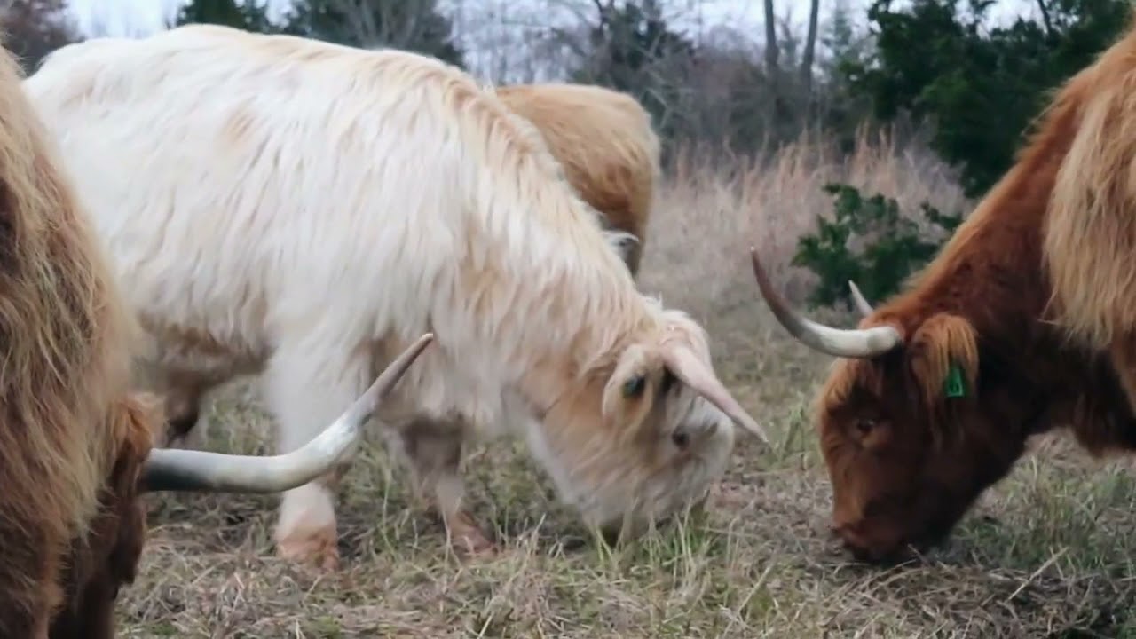 Una Mucca Delle Highlands Scozzesi Immagine Stock - Immagine: 33236469