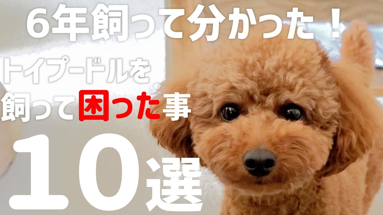 トイプードル ☆クリスマス産まれ☆ 【込み込み価格】掲載中の3匹中
