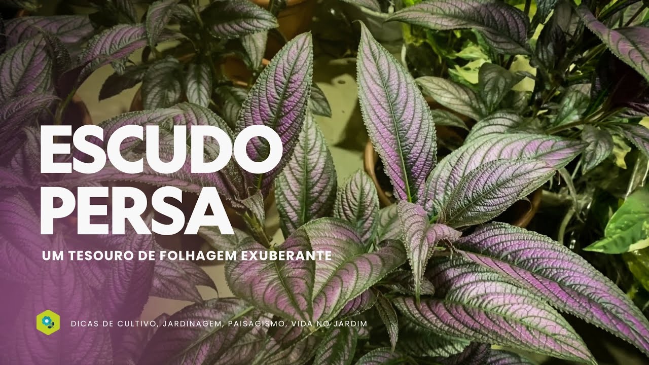 ESCUDO PERSA - UM TESOURO de FOLHAGEM EXUBERANTE